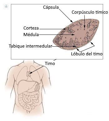 Glándula Timo: función e importancia | Hematólogo - Murcia (2023)