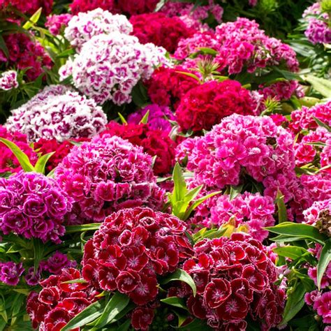 Dianthus Seeds | Shop 20 Varieties | Eden Brothers