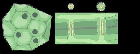 Cell Organelles Structure and their Functions - Biology Notes Online