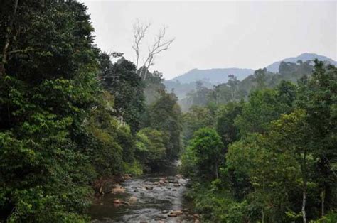 Kumpulan Gambar Hutan Hujan Tropis | Alamendah's Blog