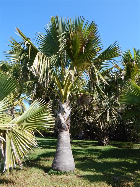 Borassus madagascarensis | Tropical garden, Palm trees, Beautiful tree