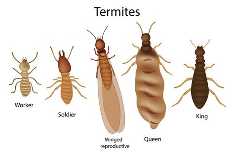 Five Signs You May Have Termites - Scout's Pest Control