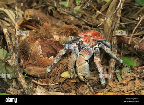 Robber crab christmas island hi-res stock photography and images - Alamy