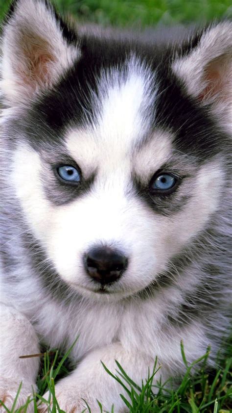 Husky Cute Blue Eye Puppy Wallpaper - Pets Lovers