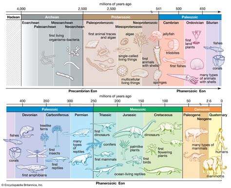 Cambrian Time Period Timeline