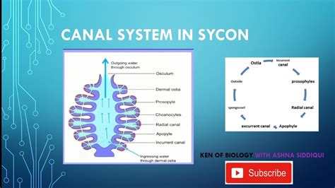 CANAL SYSTEM IN SYCON || SYCON || ZOOLOGY ||ASHNA SIDDIQUI || KEN OF ...