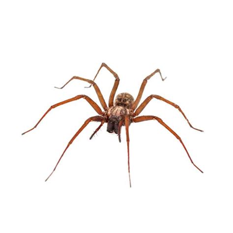 House Spider Identification, Habits & Behavior | Florida Pest Control