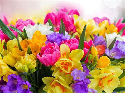 Download Colorful Colors Spring Nature Flower HD Wallpaper