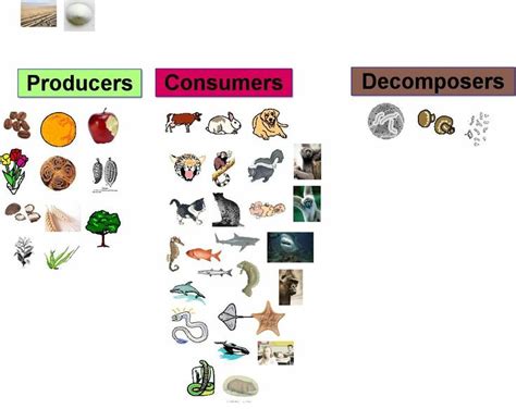 Decomposers Clipart