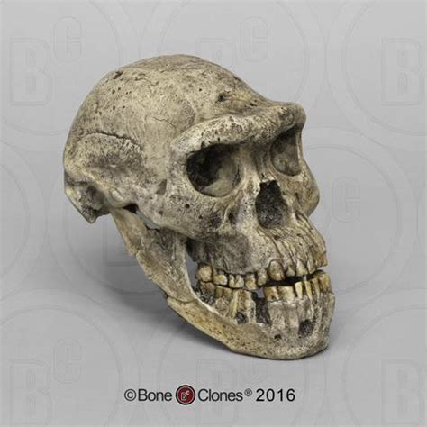 “Skull 5”, Homo Erectus skull found in Georgia, lived 1.8 million years ago : r/unexpectedfuturama