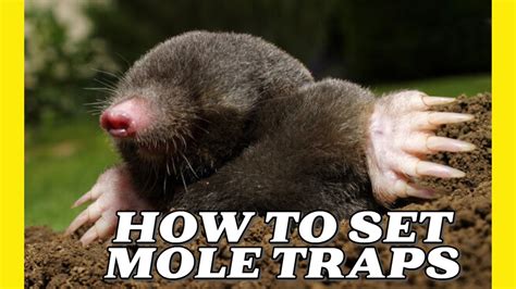 How to Set Mole Traps - YouTube