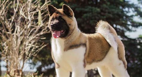 American Akita - Is This Dog Right For You?