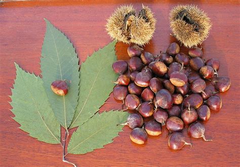 Struggling with Blight, American Chestnut Faces New Disease - Urban ...