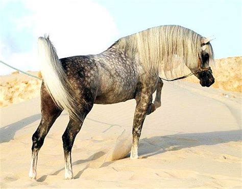 Arabian Horse Breed