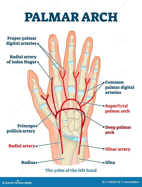 Palmar Arch Anatomical Vector Illustration Diagram Stock Vector - Illustration of design ...