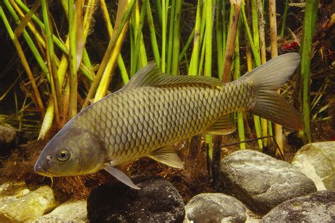 Cyprinus carpio