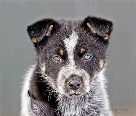 Border Collie Blue Heeler Mix: A Blend of Brilliance and Energy
