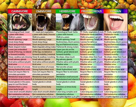 Are Humans Frugivores & Designed To Eat Mostly Fruit?