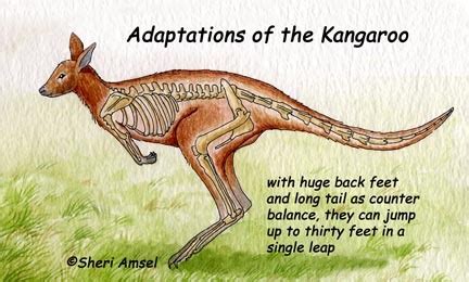 kangaroo adaptations | Kangaroo, Adaptations, Science