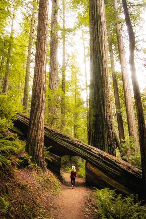The Lost Coast: California Redwoods + Oregon Coast - Four Day Itinerary Adventure Ginger Oregon ...