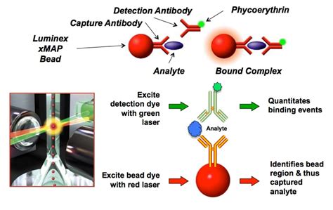 Luminex™ bead-based immunoassays drive immunoassays towards higher-content biomarker discovery ...