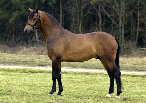 New Forest pony Different Horse Breeds, Types Of Horses, Horses And Dogs, Mini Horses, Horse ...