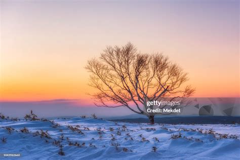 Winter Landscape In Hokkaido Japan High-Res Stock Photo - Getty Images