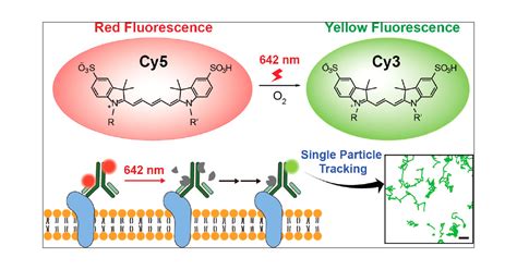 Mechanism of Cyanine5 to Cyanine3 Photoconversion and Its Application ...