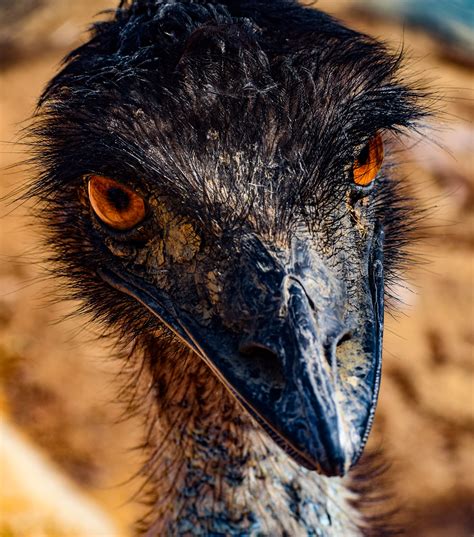 Ostrich Emu Photos, Download The BEST Free Ostrich Emu Stock Photos ...