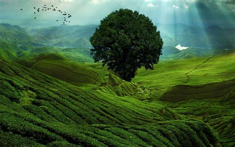 Download Tree Mountain Green Nature Landscape HD Wallpaper