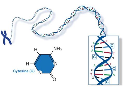 Fact Sheet: DNA-RNA-Protein – microBEnet: the microbiology of the Built ...