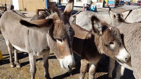 Travel spotlight: Meet the wild burros of Oatman, Arizona