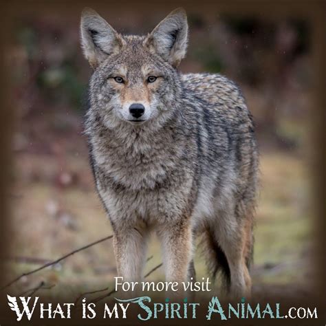 Coyote Symbolism in Dreams - What Is My Spirit Animal | Spirit, Totem ...