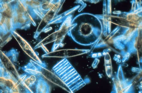 File:Diatoms through the microscope.jpg - Wikipedia