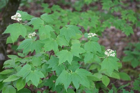 Three Lobed Leaf Shrub / The three lobed leaves have leaf stems with a ...