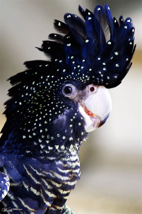 Funny Wildlife • Red Tailed Black Cockatoo by BodhTen