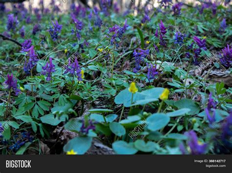 Forest Flowers. Image & Photo (Free Trial) | Bigstock