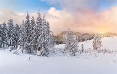 Winter sunrise in the Carpathian mountains | Stock Photo | Colourbox