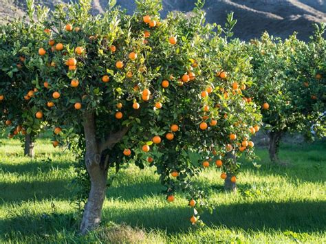 Growing Orange Trees: Information On Taking Care Of An Orange Tree