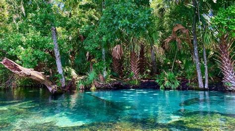 The 5 BEST Natural Springs Near Orlando - impulse4adventure - Florida Adventures