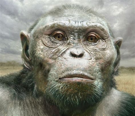 Australopithecus Afarensis | BEYONDbones