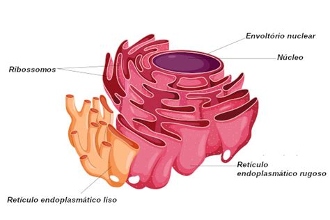 Top 8 qual a função do retículo endoplasmático rugoso 2022