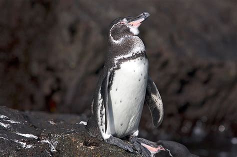 Record-high Number of Species Under Threat of Extinction - Ocean Conservancy