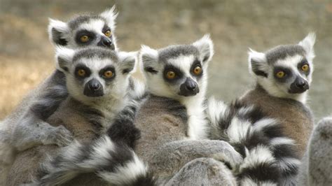 Endangered Species Act: How It's Helping Captive Animals 2019 - Animal ...