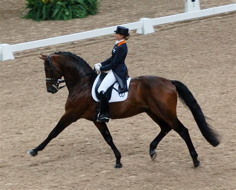 File:Dutch Warmblood Horse and Dressage Rider 001.jpg - The Work of God's Children