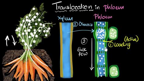 Phloem & translocation | Life processes | Biology | Khan Academy - YouTube