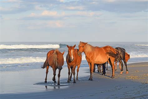 Currituck Outer Banks Blog | Tips for a Corolla Wild Horse Adventure