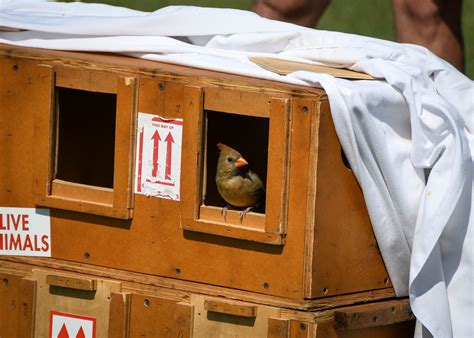 Northern cardinal recovered | FWS.gov