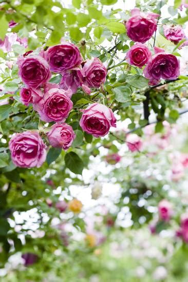 Old Rose Flowers Garden Landscape - 1001 Gardens