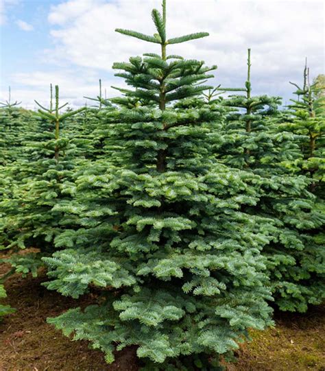 Noble Fir Christmas Trees Ireland, Kildare, Dublin, Wicklow